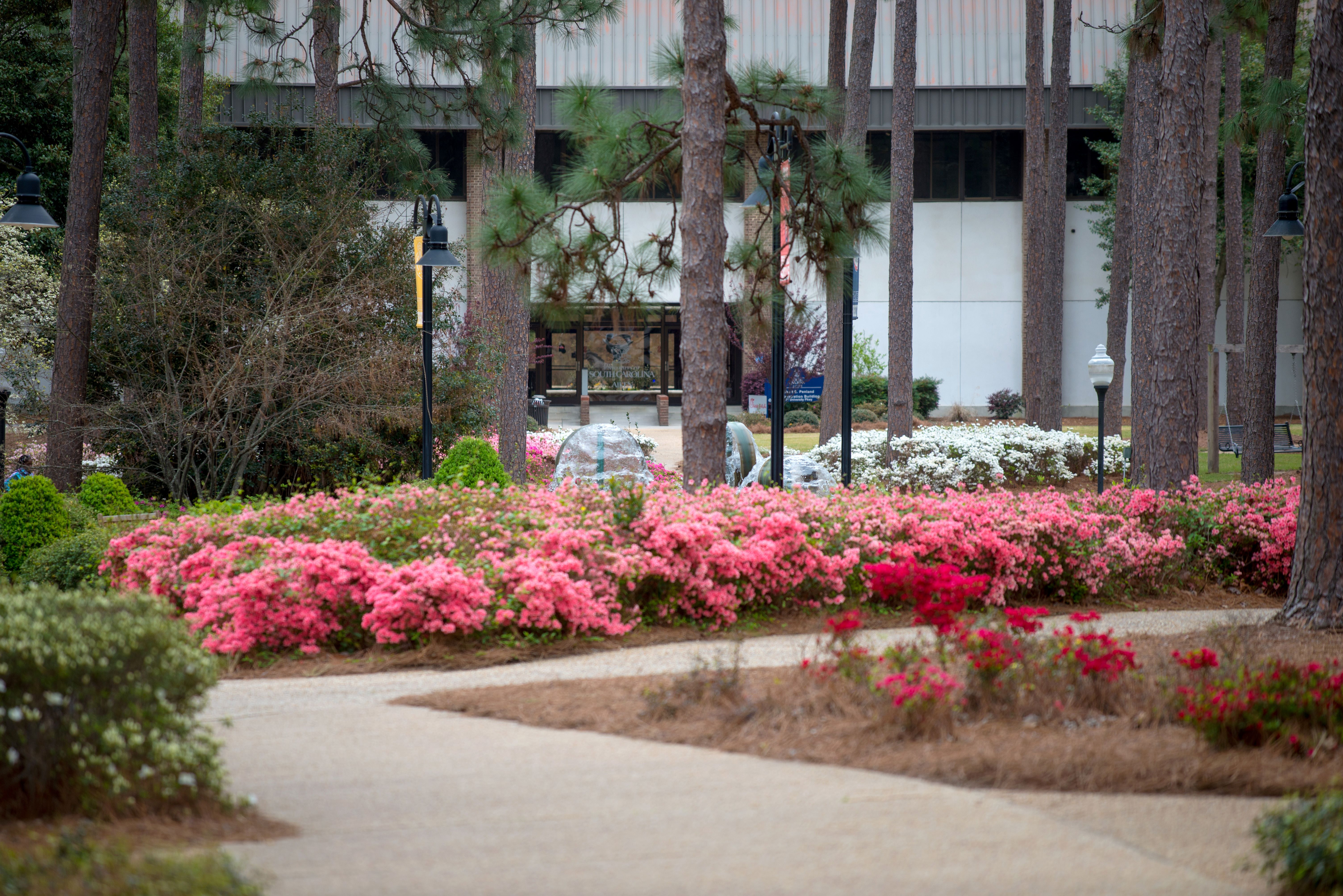 Wide shot of the quad with flowers blooming on bushes